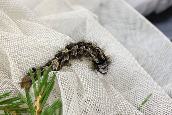 В Коми установлены карантинные фитосанитарные зоны по сибирскому шелкопряду