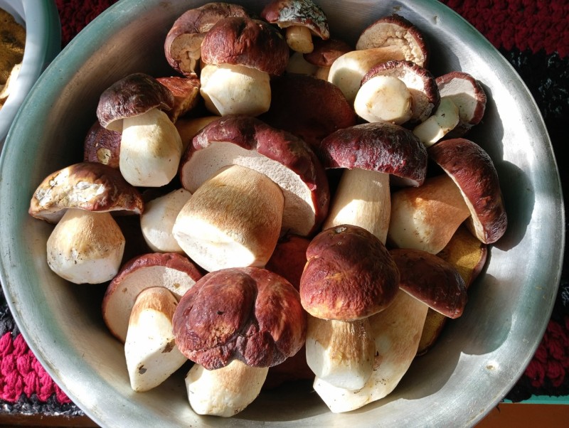 Грибное изобилие: жители Коми делятся в соцсетях фотографиями даров леса