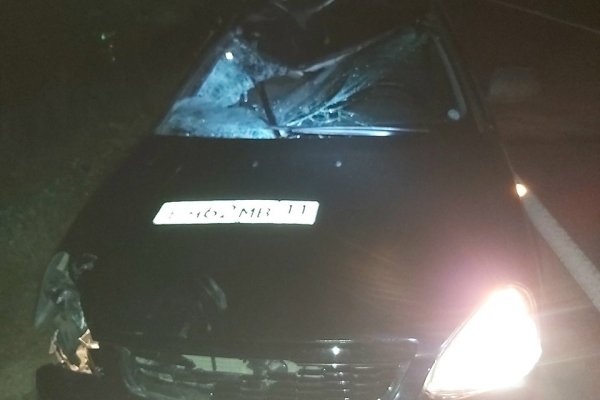 Между Морово и Соколовкой на дороге погиб лосенок  