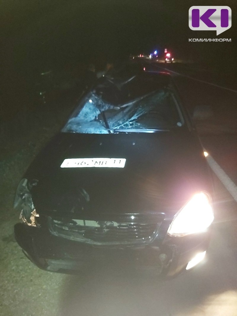 Между Морово и Соколовкой на дороге погиб лосенок  