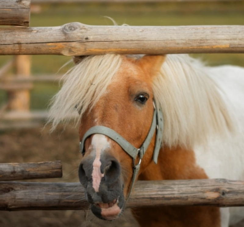 Под Сыктывкаром открывается приют для лошадей