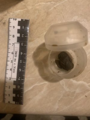 В Ухте задержали двух местных жителей, подозреваемых в сбыте гашиша 