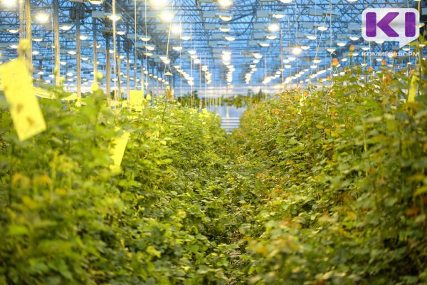 КЭСК и Регоператор Севера заявили о долгах совхоза 