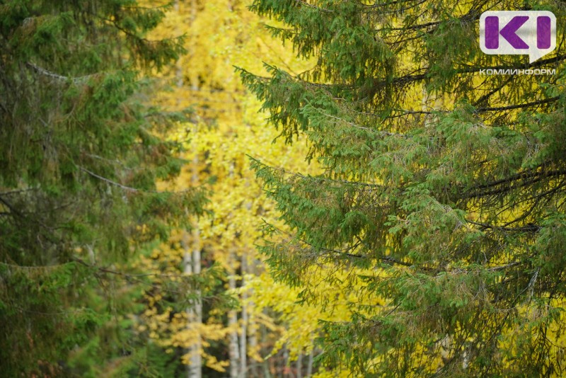 "Бабье лето" в Коми заканчивается, на севере - первый снег