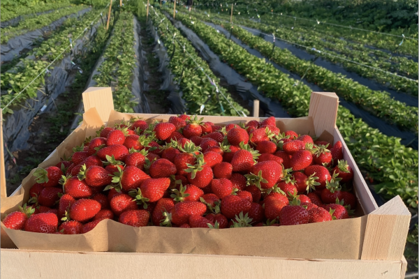 В Сыктывдинском районе борщевик уступил место клубнике: ремонтантные сорта радуют урожаем даже осенью