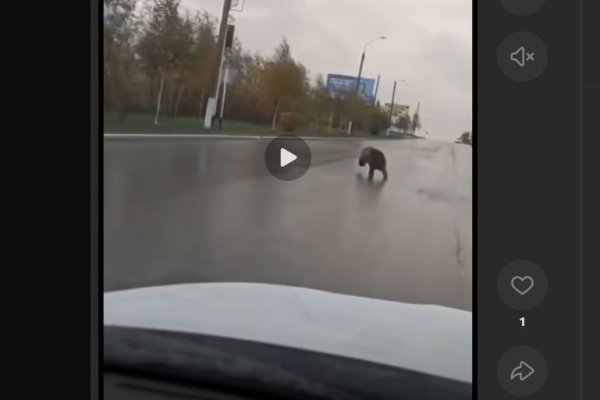 В Усинске по городу бегал медведь, отловом займется полиция и охотнадзор