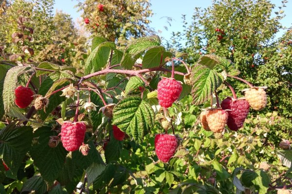 Ягоды до 12 граммов: ученые Института агробиотехнологий Коми собирают урожай ремонтантных сортов малины 