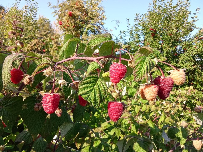 Ягоды до 12 граммов: ученые Института агробиотехнологий Коми собирают урожай ремонтантных сортов малины 