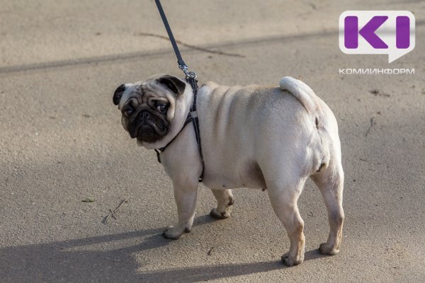 Ухтинка, желая приобрести щенка мопса, лишилась более 40 тысяч рублей

