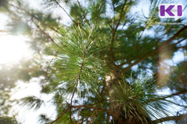 В Коми оценят генофонд краснокнижного кедра сибирского