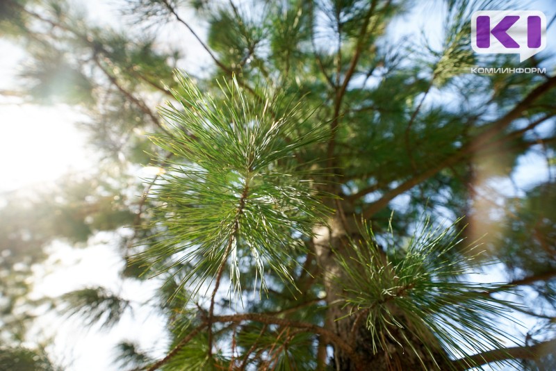 В Коми оценят генофонд краснокнижного кедра сибирского