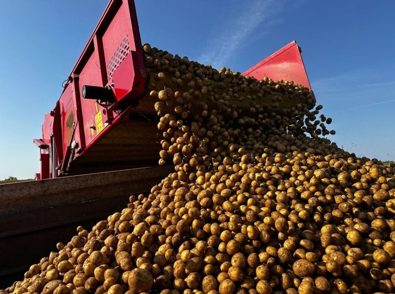 Аграрии Коми продолжают уборку картофеля и овощей


