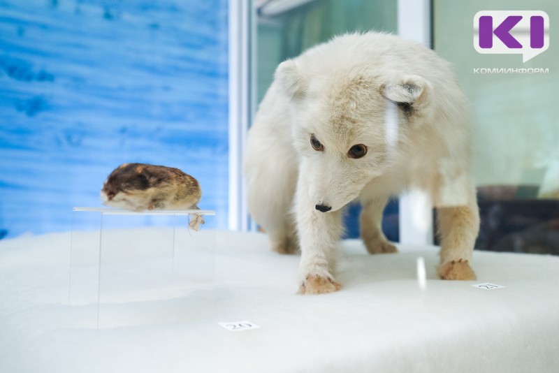 В Коми с 1966 года отмечен лишь один случай заражения человека бешенством 