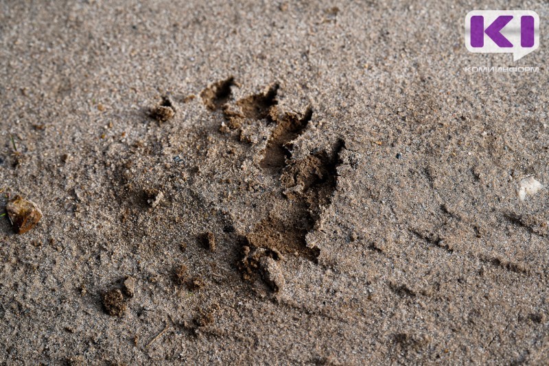 Сотрудники полиции и Росгвардии патрулируют места выхода медведей в г.Микунь