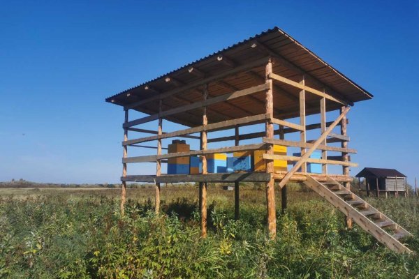 В Коми создается новая арктическая пасека с уникальным медом