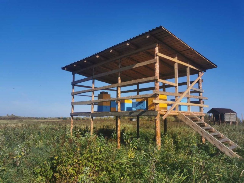 В Коми создается новая арктическая пасека с уникальным медом