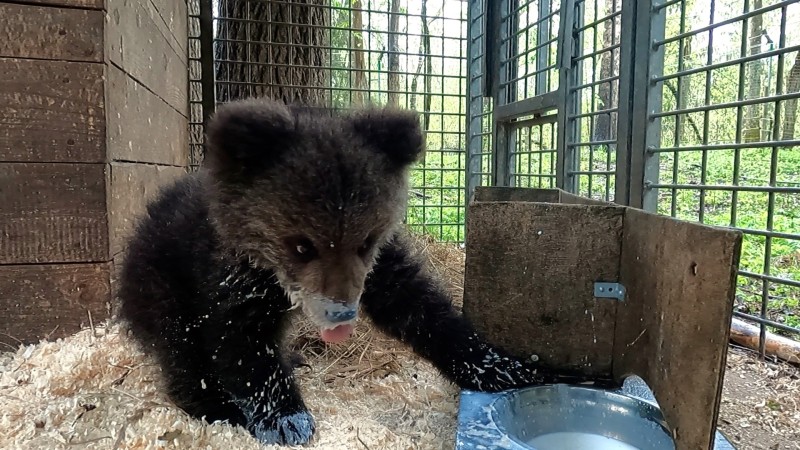 Медвежонка-сироту Киру из Коми планируют вернуть в дикую природу во второй половине октября

