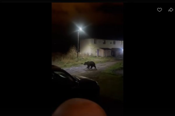 Жители Сосногорска делятся колоритными видео с медведем в городе 
