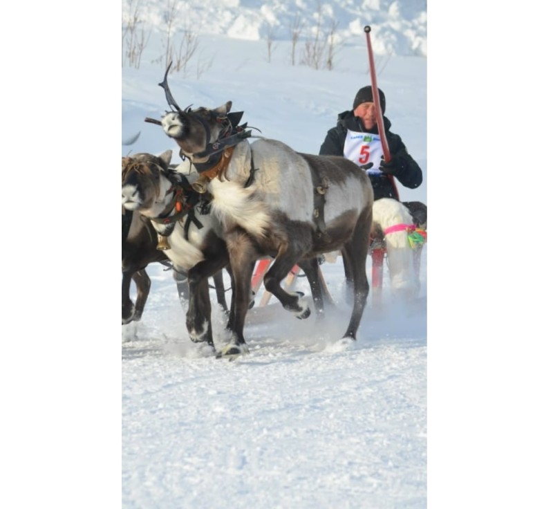 В Коми гибель оленевода с упряжкой под лавиной связали с производством 