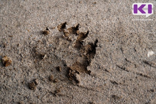 Минприроды Коми издало приказ об отстреле четырех медведей в Микуне из-за их выхода к людям 