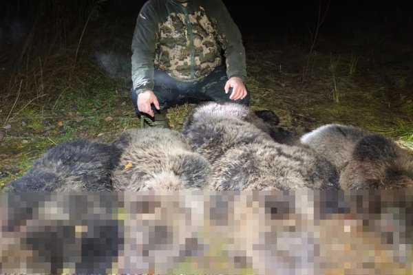 В Микуне отстрелили четырех медведей, создававших опасность для жителей города и дачных сообществ