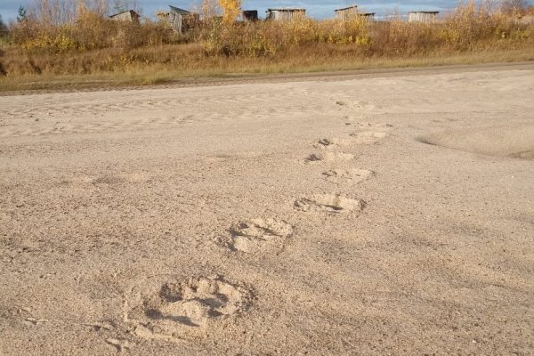 Жители удорского села Пучкома обнаружили на пляже следы крупного медведя