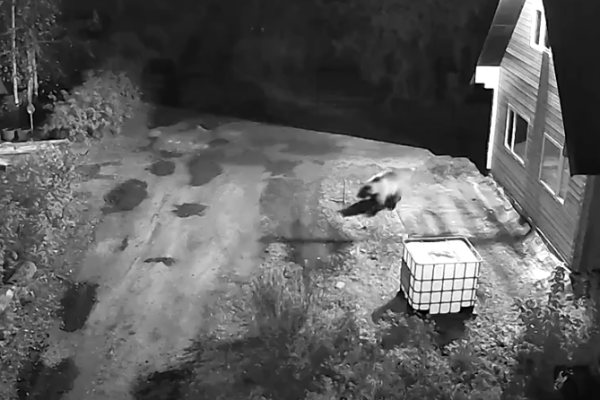 В ухтинском поселке Ярега зафиксирован случай появления медведя возле школы