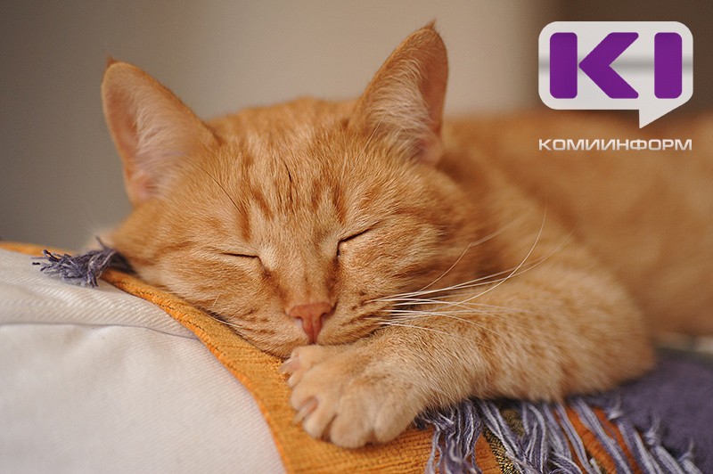 В ГД хотят законодательно ограничить количество собак и кошек в квартире
