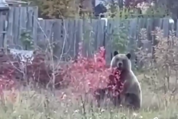 Медведь пришел за черноплодной рябиной на дачи под Ухтой
