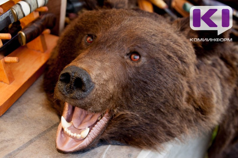 В Коми за охотничий сезон добыли 167 особей бурого медведя