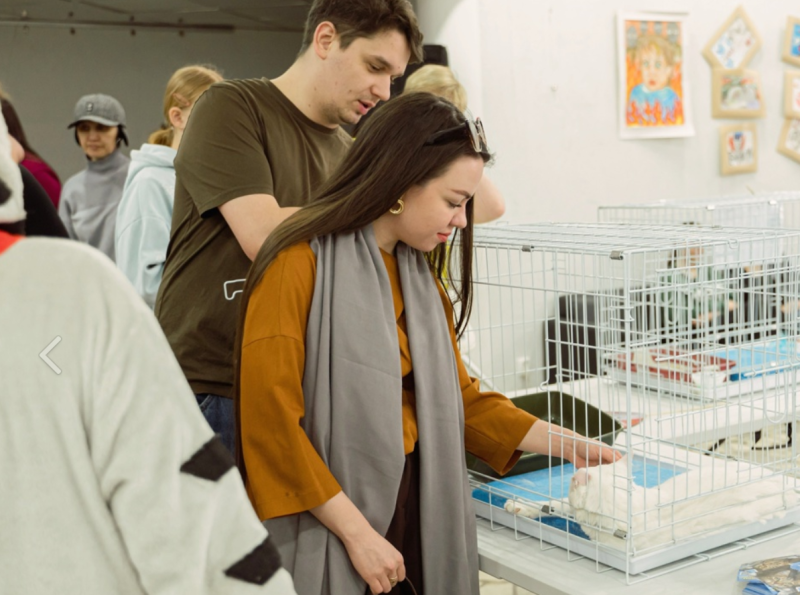 Девять кошек уехали домой после благотворительного фестиваля приюта "Кошки за окошком" в Сыктывкаре