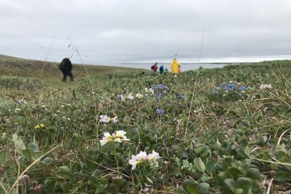 Ученые Коми обеспокоены снижением числа редких видов растений в заказнике 