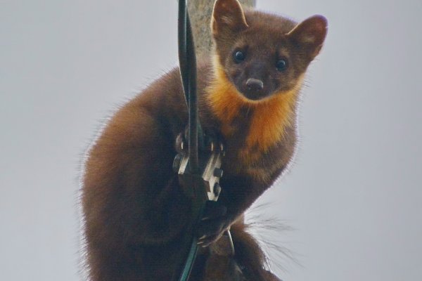 Жители Усогорска пытались спасти куницу, загнанную собаками на громоотводную трубу