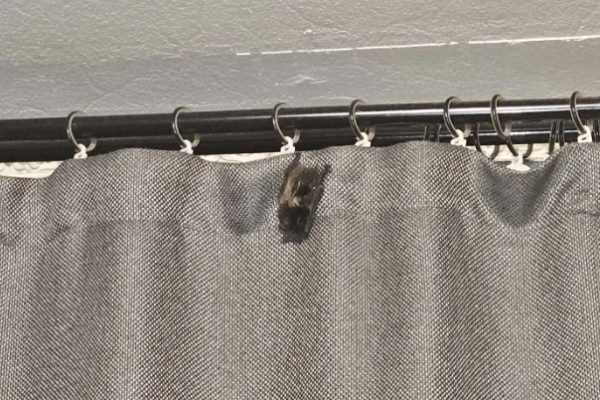 Необычные квартиранты: в Ухте и Сыктывкаре растет число случаев появления летучих мышей в жилых домах