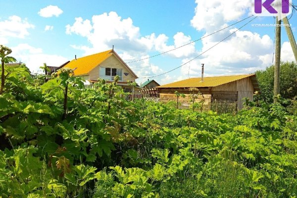 Жительница Коми исполнила предписание и свела сорняки на своем участке

