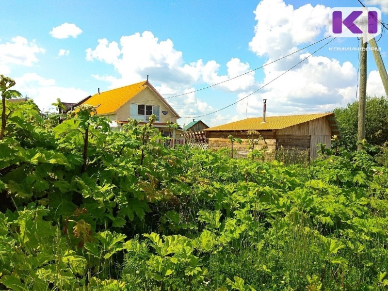 Жительница Коми исполнила предписание и свела сорняки на своем участке

