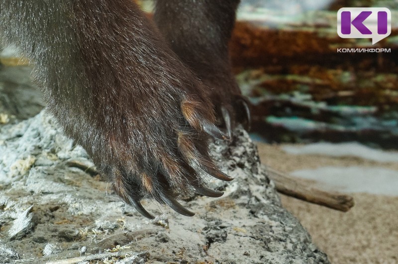 В ухтинской Яреге охотники ведут добычу медведя 