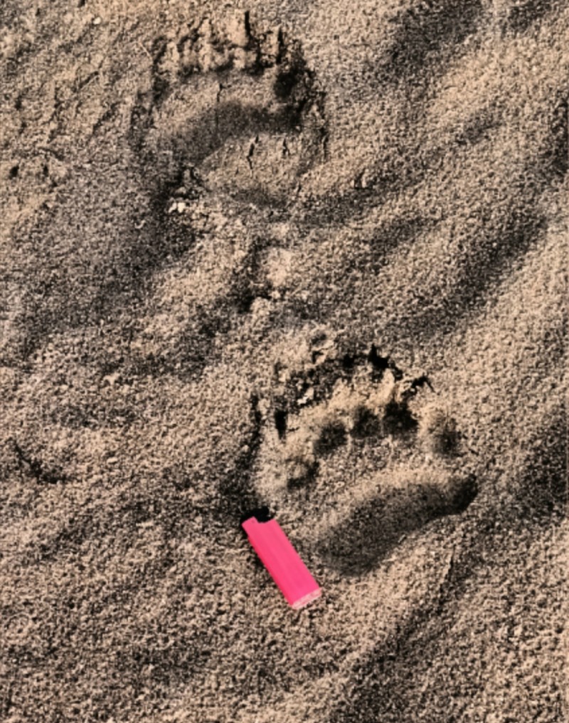 В удорском селе изменили график работы освещения из-за косолапого 