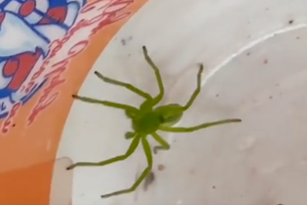 В сыктывкарской конюшне обнаружили редкого зеленого паука