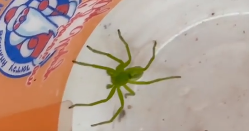 В сыктывкарской конюшне обнаружили редкого зеленого паука