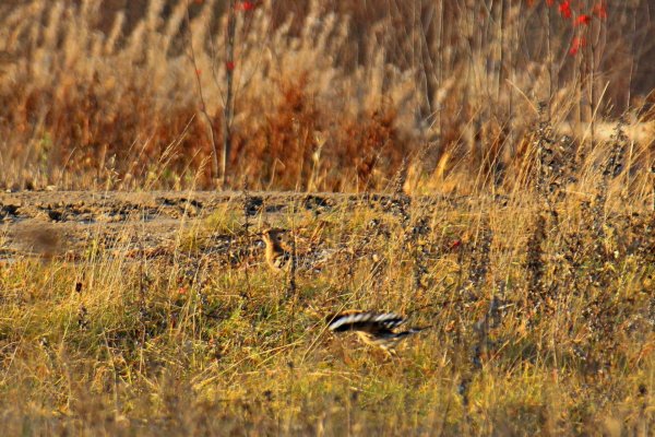 Экзотические птицы удивили жителей пригорода Сыктывкара