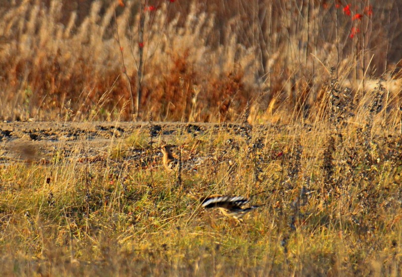 Экзотические птицы удивили жителей пригорода Сыктывкара