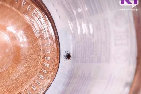 Клещи в Коми поставили очередной рекорд 