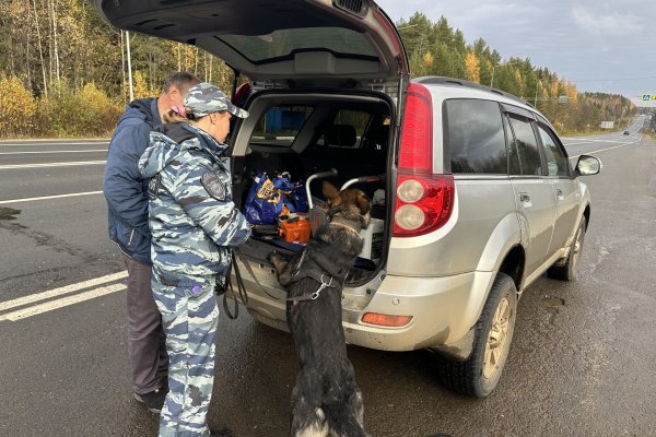В ФСБ рассказали, сколько незаконного оружия и боеприпасов выявили на дорогах Коми за неделю