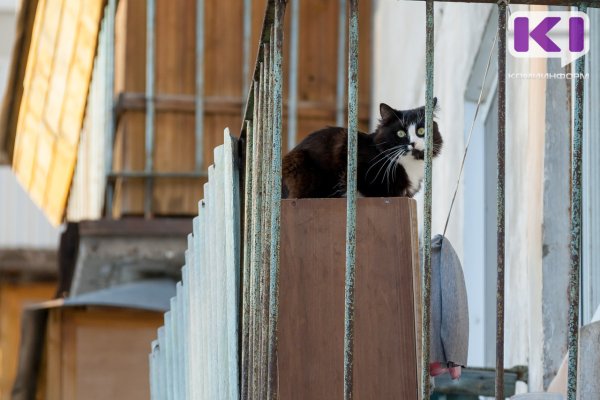 Завершилась запись на бесплатную стерилизацию животных в рамках пилотного проекта в Коми