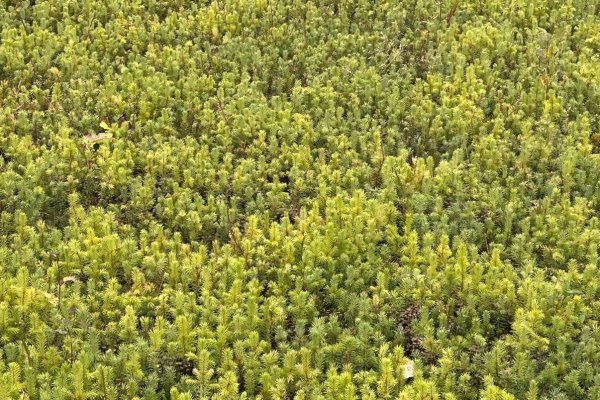 Из Республики Коми в Свердловскую область отправлены сеянцы ели и сосны

