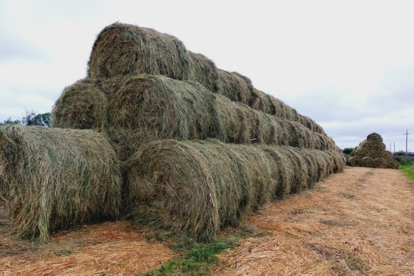 В Коми подводят итоги уборочной и кормозаготовительной кампаний
