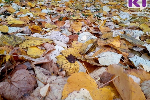 Погода в Коми 1 ноября: небольшие осадки, местами туман