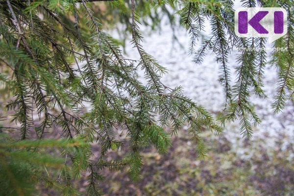 Ноябрь в Коми будет теплее обычного