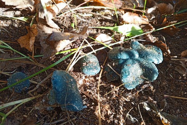 В Койгородском районе нашли 
